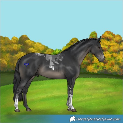 Horse Color:Black Tobiano 