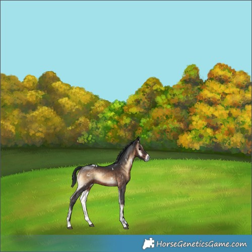 Horse Color:White Spotted Brown Onyx Sabino Rabicano 