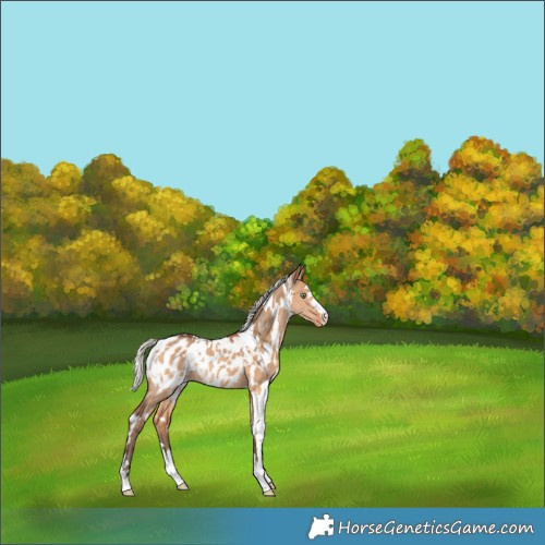 Horse Color:White Spotted Silver Bay Dun Blanket Rabicano 