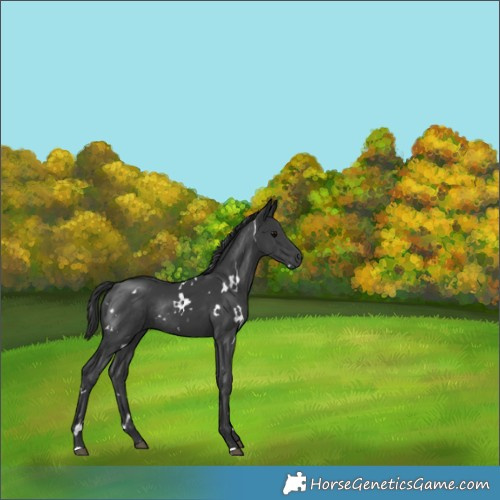 Horse Color:White Spotted Black Rabicano 