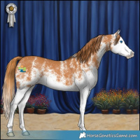 Horse Color:White Spotted Chestnut Splash