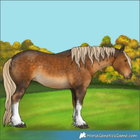 Horse Color:White Spotted Chocolate Palomino Rabicano 