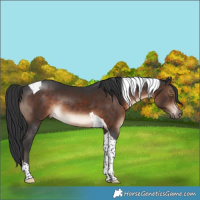 Horse Color:Brown Tobiano Rabicano 