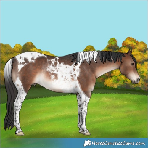 Horse Color:Brown Tobiano Rabicano