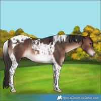 Horse Color:Brown Tobiano Rabicano 
