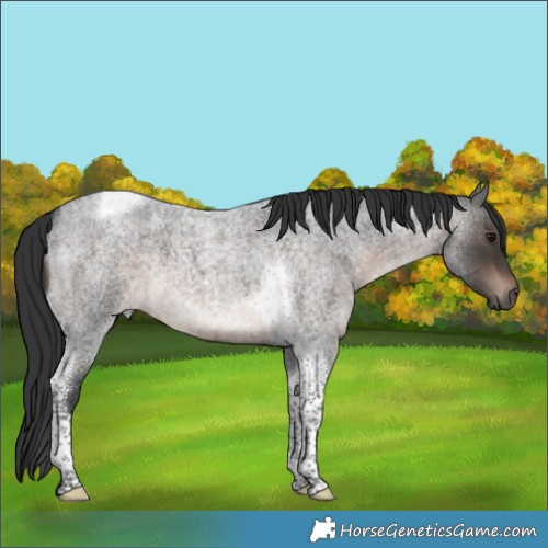 Horse Color:Brown Roan Tobiano 
