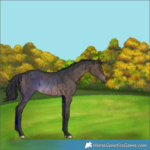 Horse Color:Brown Dun Rabicano Brindle 