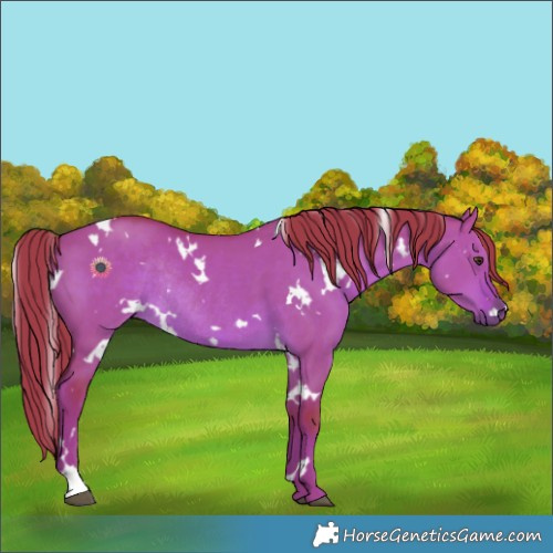 Horse Color:Watercolor White Spotted Liver Red Dun Rabicano 