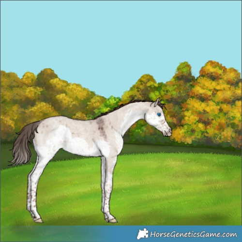 Horse Color:Liver Red Dun Roan Splash 