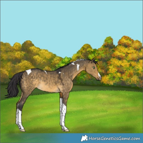 Horse Color:White Spotted Buckskin Dun Tobiano Rabicano 