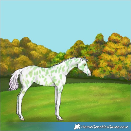 Horse Color:Watercolor White Spotted Silver Grullo Tobiano Leopard Rabicano 
