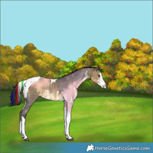 Horse Color:Painted Buckskin Dun Sabino Tobiano Rabicano 