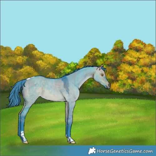 Horse Color:Watercolor Brown Dun Tobiano Rabicano