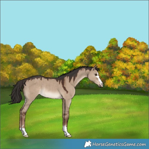 Horse Color:Liver Red Dun Rabicano 