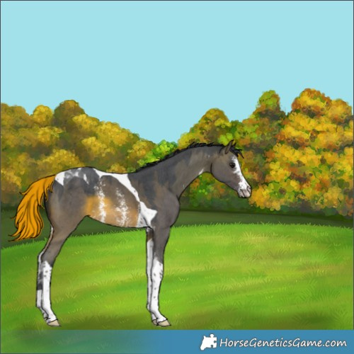 Horse Color:Brown Dun Sabino Tobiano Rabicano 