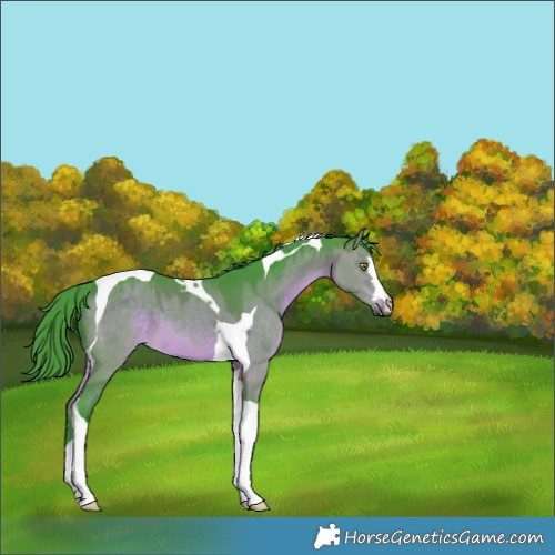 Horse Color:Watercolor Brown Dun Tobiano 