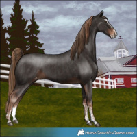 Horse Color:Liver Chestnut Sabino Splash Appaloosa and Liver Chestnut Sabino Splash Appaloosa
