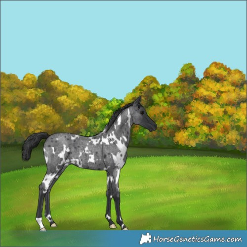 Horse Color:White Spotted Blue Roan