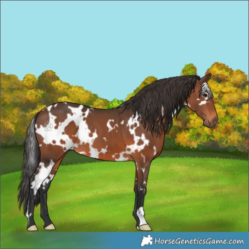 Horse Color:White Spotted Brown 