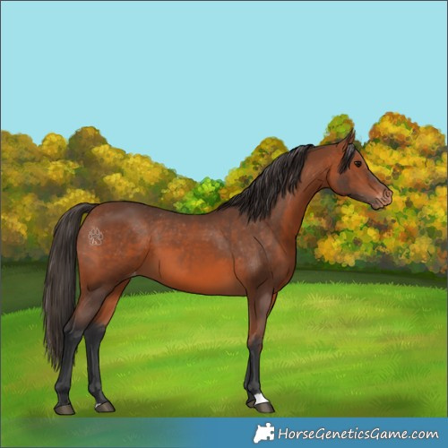 Horse Color:Bay Appaloosa