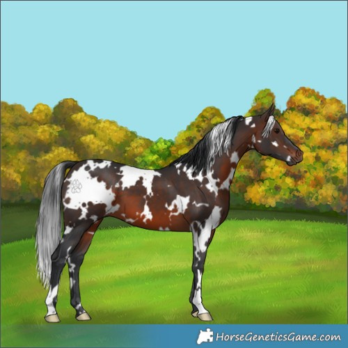 Horse Color:White Spotted Brown 