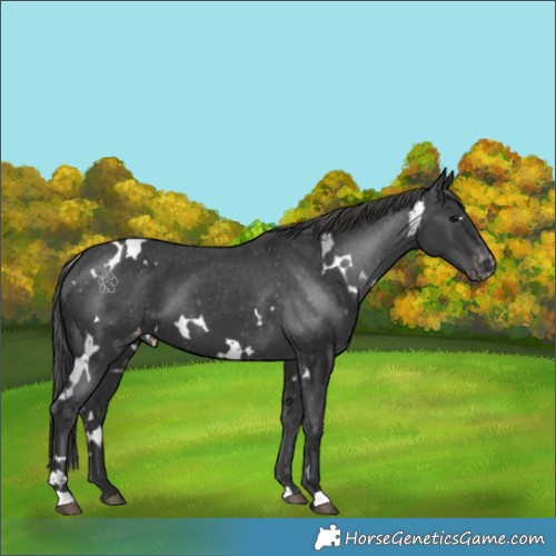 Horse Color:White Spotted Black Appaloosa 