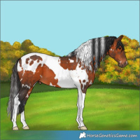 Horse Color:White Spotted Brown Tobiano 