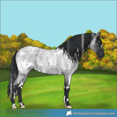 Horse Color:White Spotted Blue Roan 