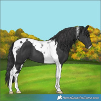 Horse Color:Black Tobiano 