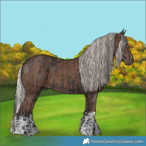 Horse Color:Black  and Silver Black 