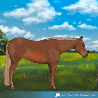 Horse Color:Chestnut 