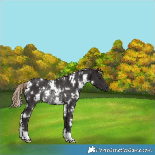 Horse Color:White Spotted Liver Chestnut Rabicano 