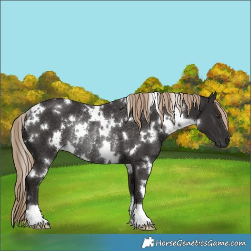 Horse Color:White Spotted Liver Chestnut Rabicano 