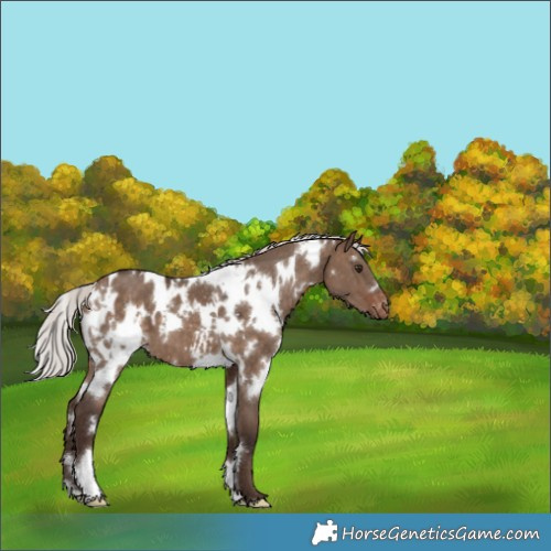 Horse Color:White Spotted Silver Brown Dun Appaloosa 