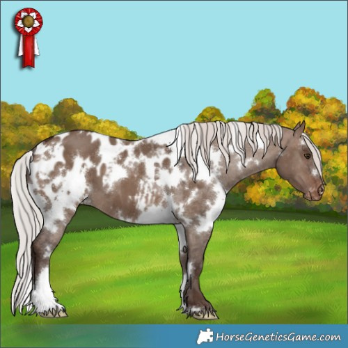 Horse Color:White Spotted Silver Brown Dun Blanket 