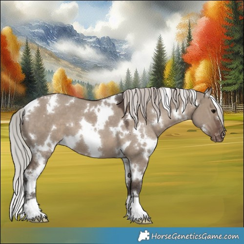Horse Color:White Spotted Silver Grullo Appaloosa 