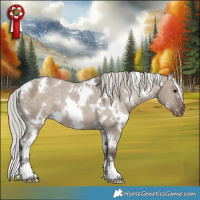Horse Color:White Spotted Silver Grullo Appaloosa 