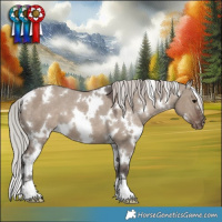 Horse Color:White Spotted Silver Grullo Blanket 