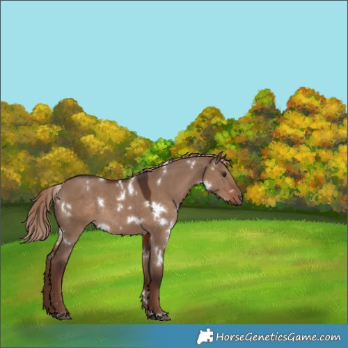 Horse Color:White Spotted Liver Red Dun Rabicano 