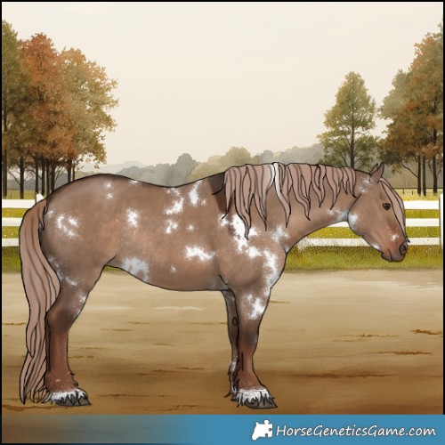 Horse Color:White Spotted Liver Red Dun Rabicano 