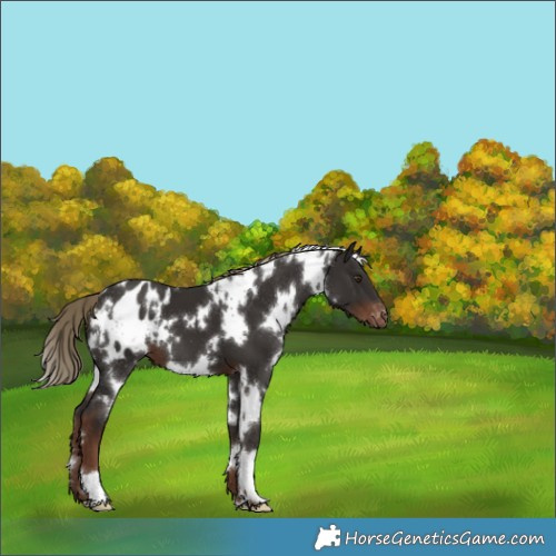 Horse Color:White Spotted Liver Chestnut Appaloosa 