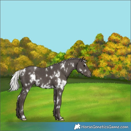 Horse Color:White Spotted Silver Black Appaloosa 