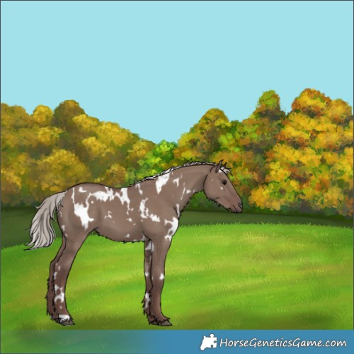 Horse Color:White Spotted Chocolate Silver Grullo 