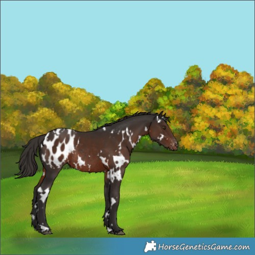 Horse Color:White Spotted Liver Chestnut Appaloosa Rabicano 