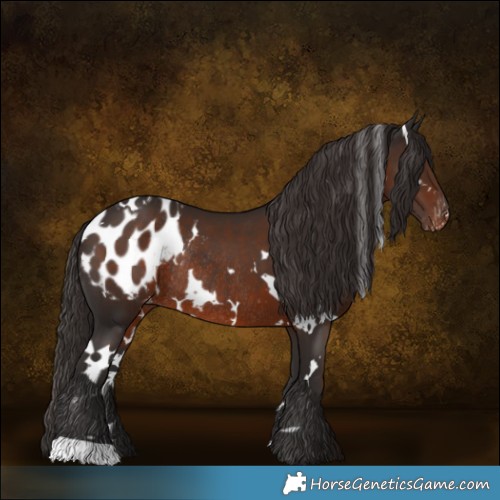 Horse Color:White Spotted Liver Chestnut Blanket Rabicano 