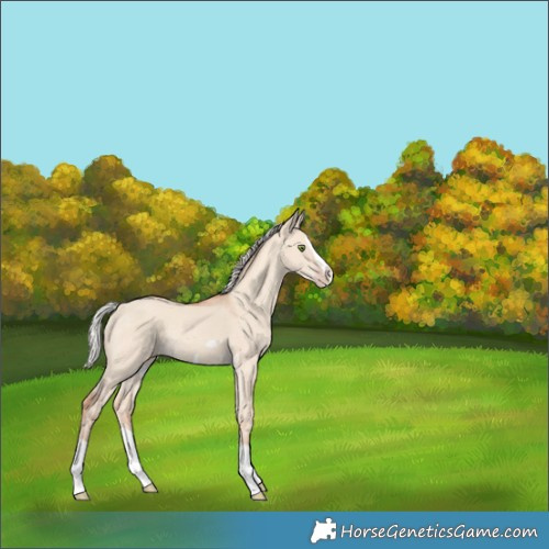 Horse Color:Silver Classic Champagne Dun Splash Frame 