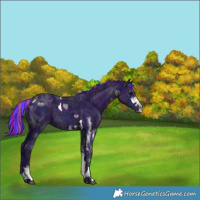 Horse Color:Painted Watercolor White Spotted Midnight Black Ice Tobiano 