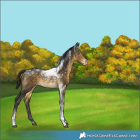 Horse Color:Buckskin Tobiano Varnish 