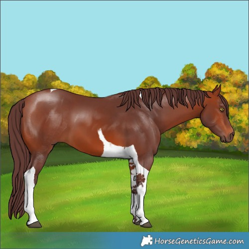 Horse Color:Chocolate Bay Tobiano 