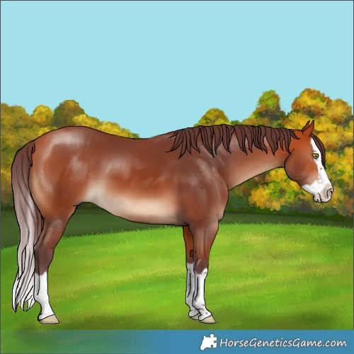 Horse Color:Chocolate Bay Splash 